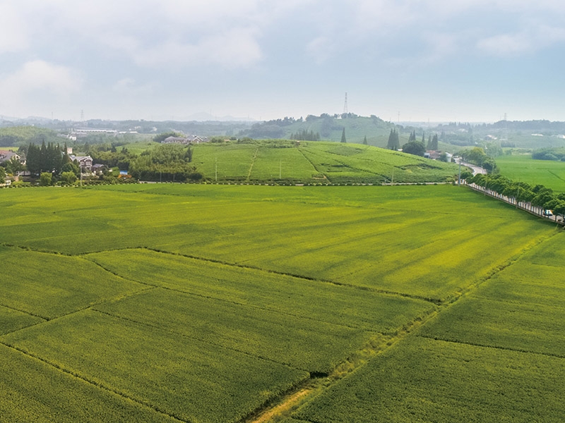 萊西高標準農田建設項目